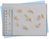 seashell soap embeds