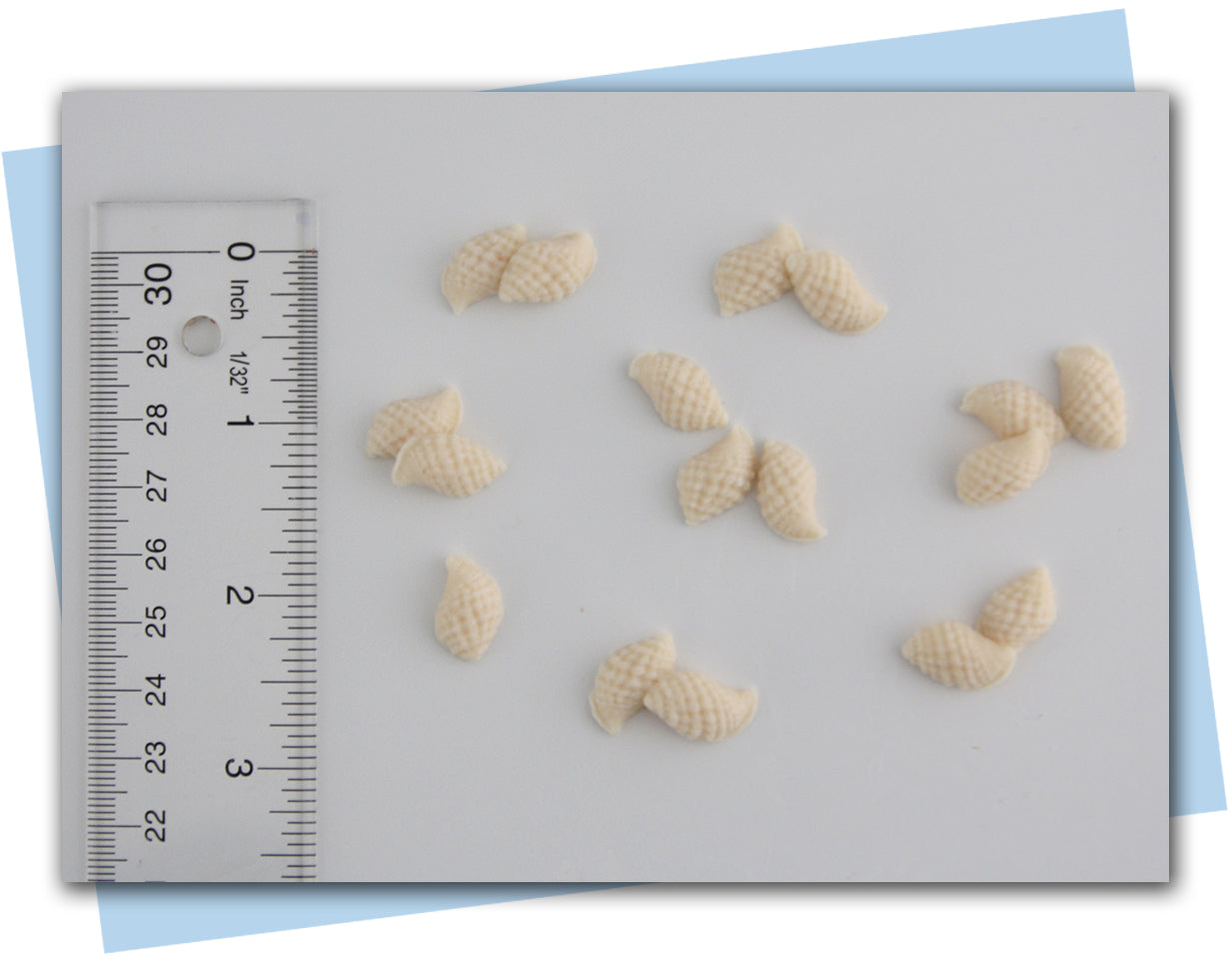 seashell soap embeds