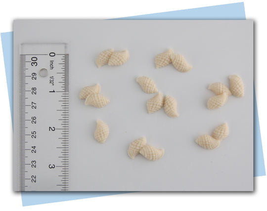 seashell soap embeds