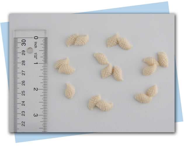 seashell soap embeds