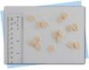 seashell soap embeds